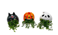 5" Dishgarden Assorted Halloween Howlers (Box of 9)